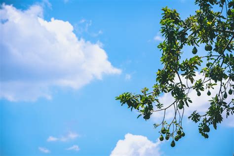 Tree Sky Pictures Download Free Images On Unsplash