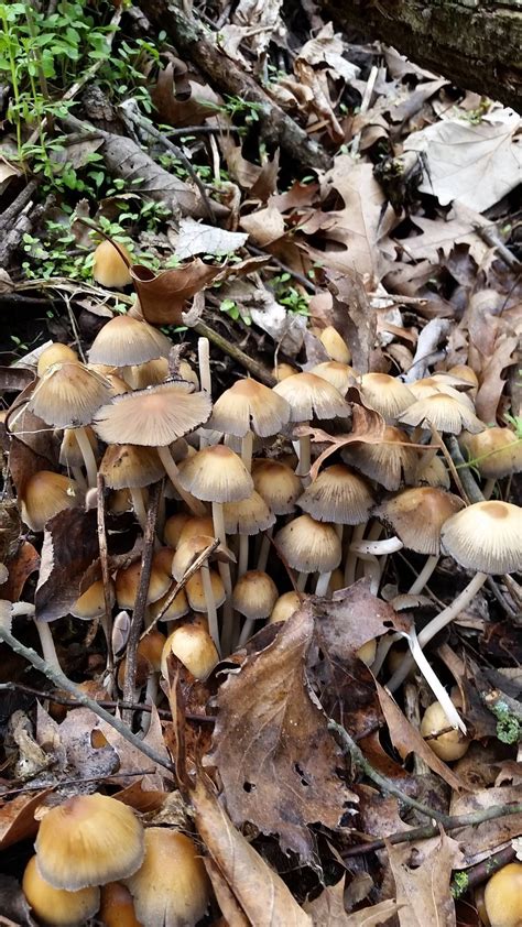 Edible Mushrooms In Iowa All Mushroom Info
