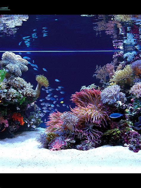 Free Download Top One Of The Most Discussed Japanese Reef Tanks
