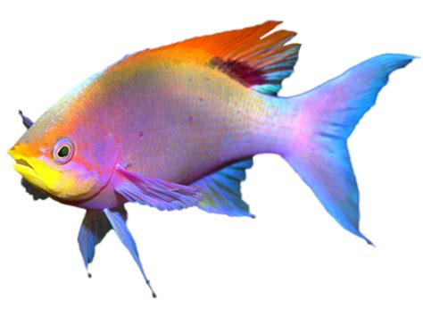 Deep Sea Fish Tropical Fish Color Fish Png Transparent Clipart Image