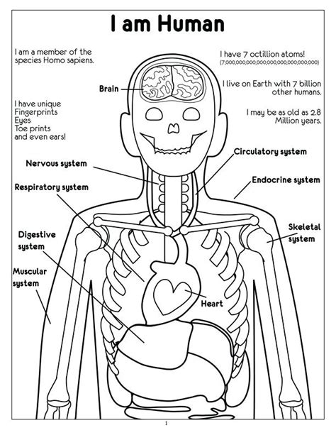 Nervous System Coloring Book Coloring Pages
