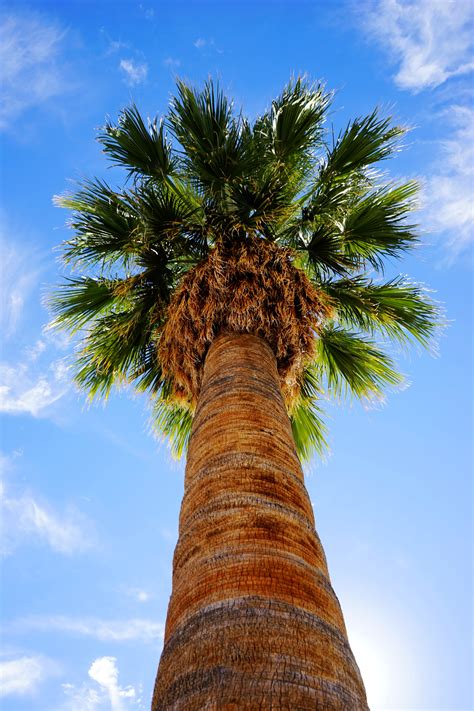 Summer Palm Trees Sky Sunshine Palm Tree Tree Free Image Peakpx