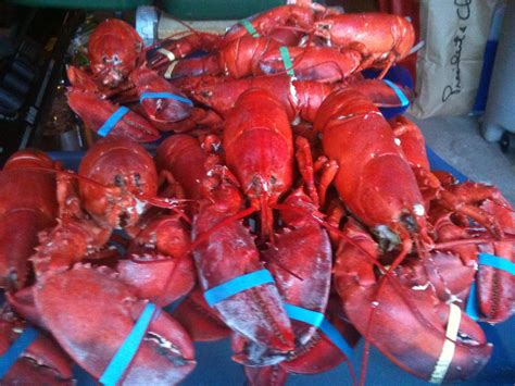 100 Million Pounds Of Lobsters Caught Amazing Lobshots