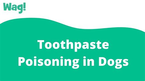Toothpaste Poisoning In Dogs Symptoms Causes Diagnosis Treatment