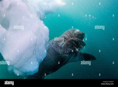 Walrus Ice Underwater Hi Res Stock Photography And Images Alamy