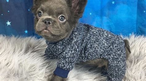 The french bulldog's affectionate, easy going temperament is one of the most appealing features for many owners. Meet Fozzy The Fluffy French Bulldog | HuffPost Australia Life