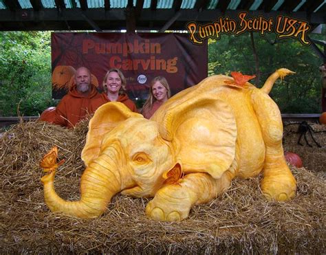Pumpkin Sculpt Usa Carved This Baby Elephant From 900 Lbs Of Pumpkin