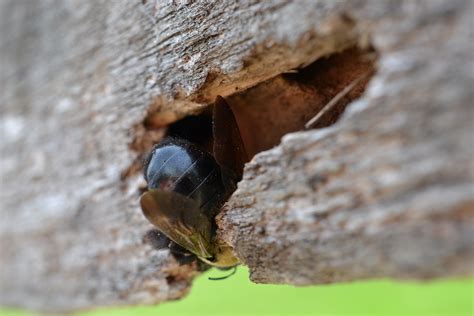 Carpenter Bees And The Damage They Cause