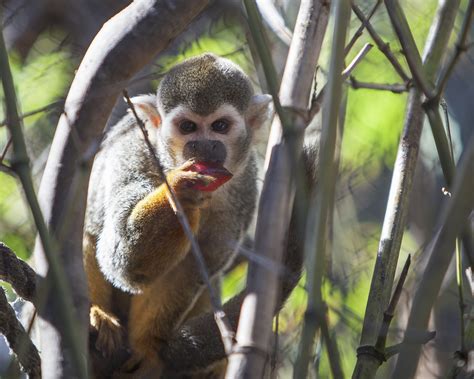 Squirrel Monkey San Francisco Zoo And Gardens