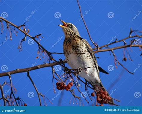 Fieldfare Thrush Bird Snowbird Eating Berry On Tree In Winter Forest