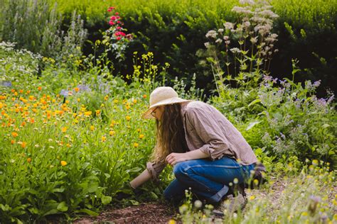 European Medicinal Herb Garden Evergreen Teaching Gardens