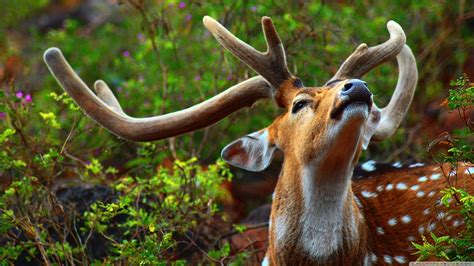 4K Ultra HD Animal Wallpapers - Top Free 4K Ultra HD Animal Backgrounds