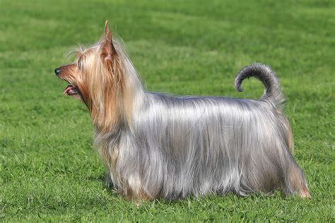 Silky Terrier Dog Breed Everything About Silky Terrier