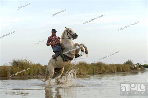 A Camargue Guardian Camargue Cowboy Rearing Up His Horse In A Marsh