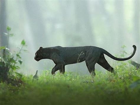 kabini black panther aila humara bagheera viral photos of black panther from kabini forest