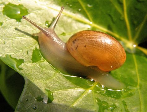 Untold And Exciting Facts About Water Snails
