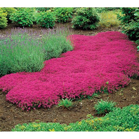 Us 145 Creeping Thyme Seeds Rock Cress Seeds Perennial Ground Cover