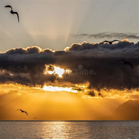Flock Of Birds Silhouettes Flying In The Sunlight At Sunrise Bird
