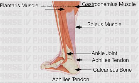 We explain what causes it, how to treat, and how to run the achilles tendon is the thickest and strongest tendon in your body, connecting your calf muscles. ACHILLES TENDON: ANATOMY AND FUNCTION | PHASE - IV