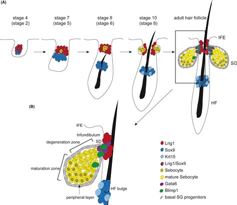 Stem And Progenitor Cells In Sebaceous Gland Development Homeostasis And Pathologies Geueke