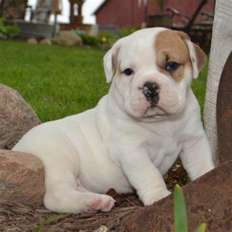 Kendall - Cute Victorian Bulldog Puppy for Sale for Sale ...
