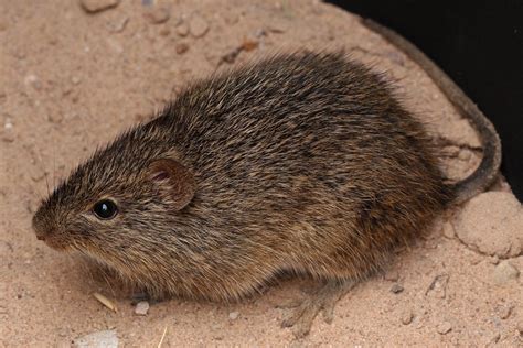 Hispid Cotton Rat Gtm Research Reserve Mammal Guide · Inaturalist