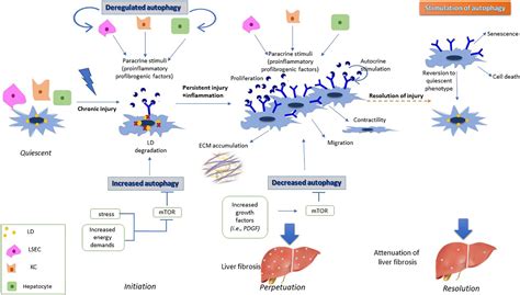 Frontiers Autophagy And Exosomes Cross Regulated Pathways Playing