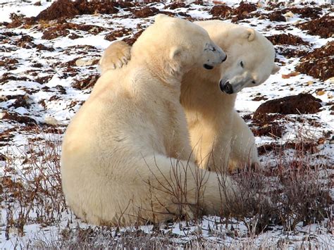 An Awesome Polar Bear Tour In Churchill Manitoba