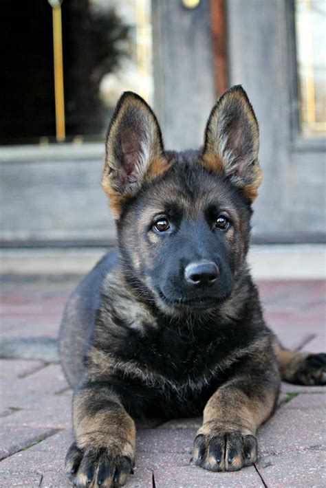 Black German Shepherd Telegraph