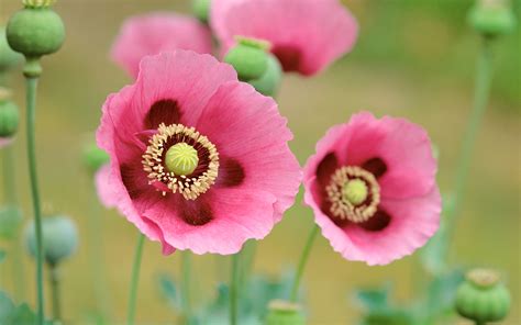 Poppies Flowers Wallpapers Hd Wallpapers Id 11743