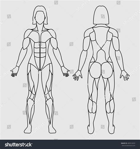 Anatomy Female Muscular System On White Stock Vector Royalty Free