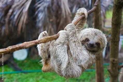 Baby Sloth In Tree In Costa Rica Stock Foto Adobe Stock