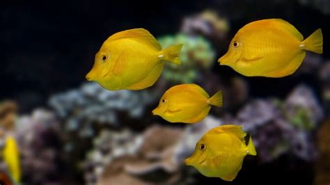 30 Yellow Animals That Are Stunning List And Pictures Animal Vivid
