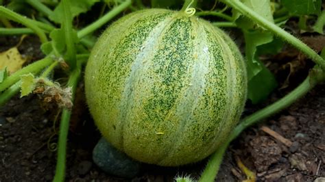Successes From The Garden - Melons