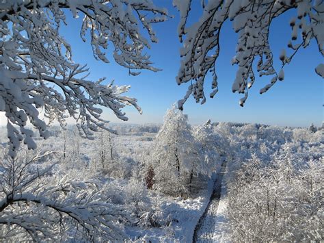 Free Images Tree Nature Forest Branch Snow Cold