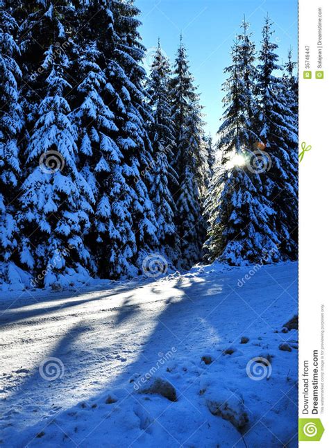 Winter Road With Snow Covered Spruces Stock Image Image Of Peaceful