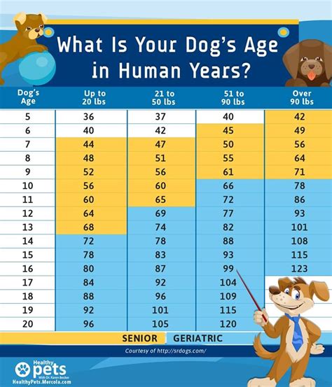 You Might Have Heard To Estimate Each Dog Year For 7 Human Years But