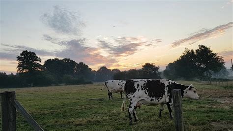 Vaches normande en Normandie - YouTube