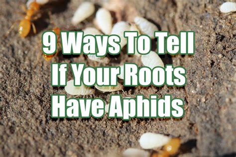 9 Ways To Tell If Your Roots Have Aphids Indoor Gardening Guide