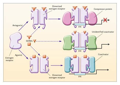 Selective Estrogen Receptor Modulators — Mechanisms Of Action And