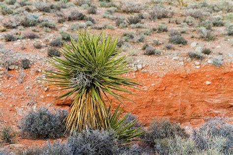 Yucca Plant Photograph By Evgeniya Lystsova Pixels