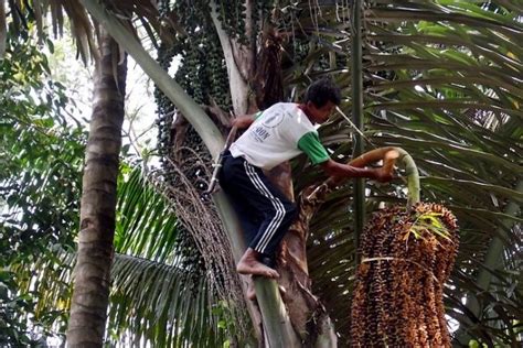 Perajin Gula Merah Mulai Kesulitan Mencari Pohon Enau Kabupaten Sumedang