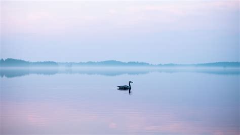 Swan Fog Lake Bird 4k Hd Wallpaper