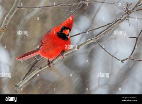 Northern Cardinal In Winter Stock Photo Alamy