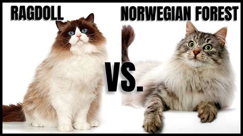 Ragdoll Cat Vs Norwegian Forest Cat Youtube