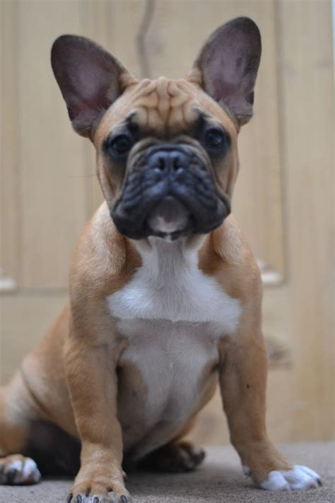 1000 x 1000 jpeg 266 кб. Red Fawn French Bulldog Puppy | Stalybridge, Greater ...