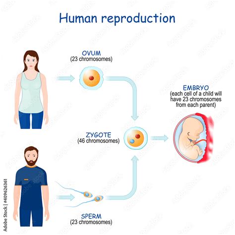 sexual reproduction and human fertilization stock vector adobe stock
