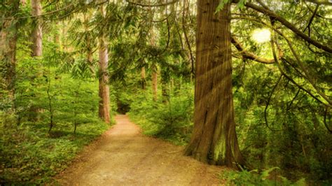 The Secret To Mindful Travel A Walk In The Woods Nyk Daily