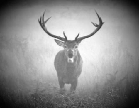 Free Images Black And White Deer Mammal Fauna Antler Monochrome