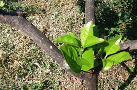 How To Grow Orange Trees From Seed Wikifarmer